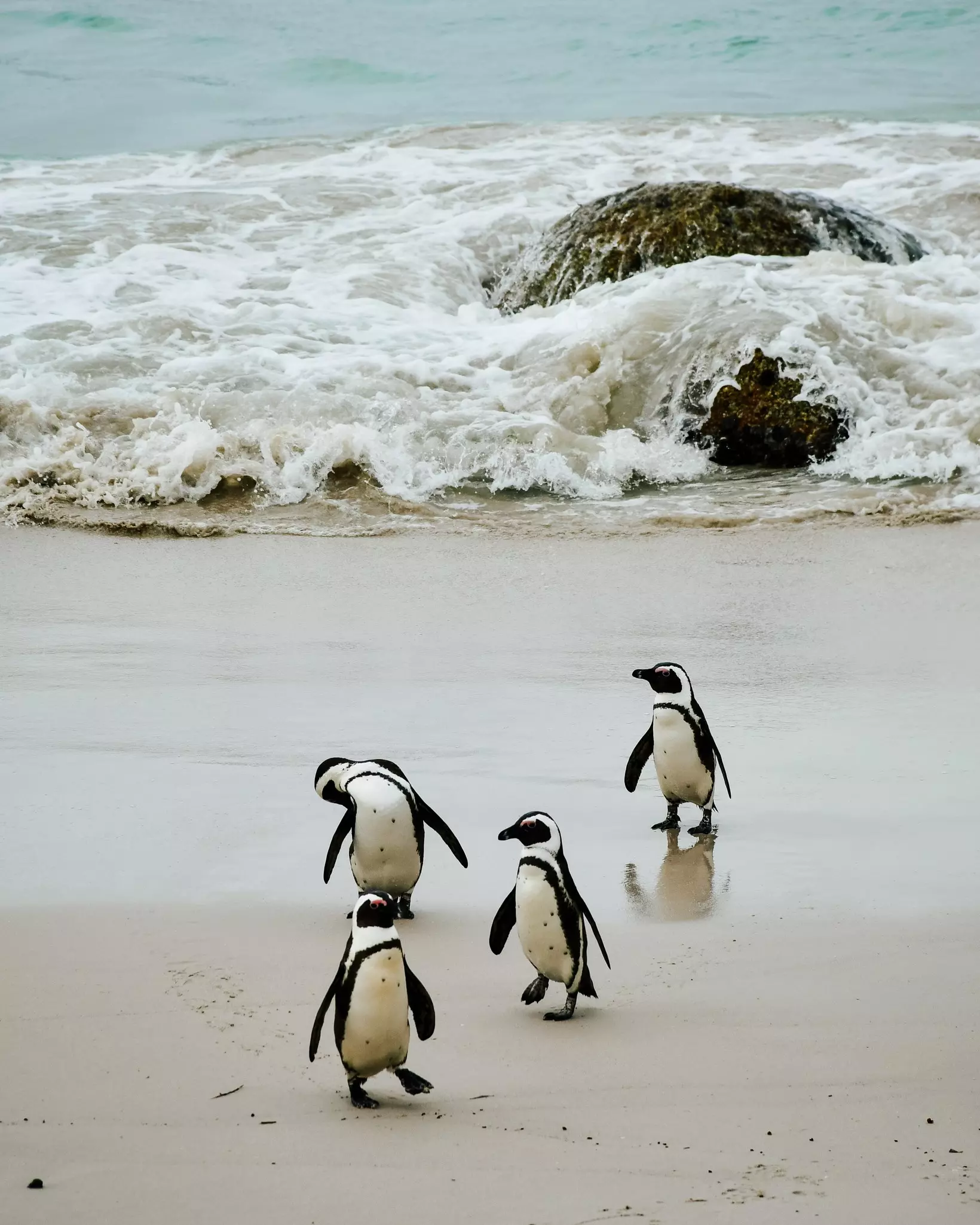Penguins on Boulder Beach, South Africa