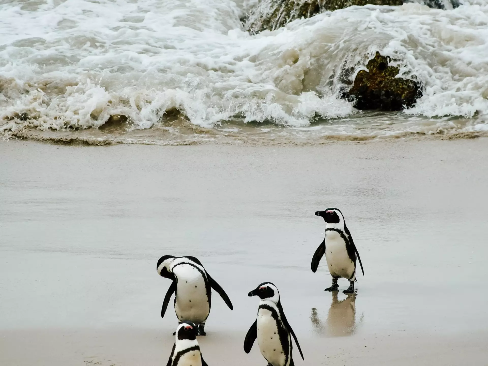 Penguins on Boulder Beach, South Africa