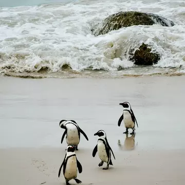 Penguins on Boulder Beach, South Africa
