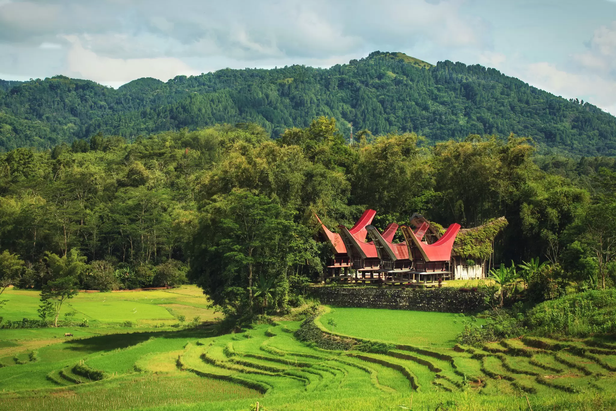 Traditional tongkonan houses in Tana Toraja on Sulawesi, Indonesia. Larisa Dmitrieva/Shutterstock