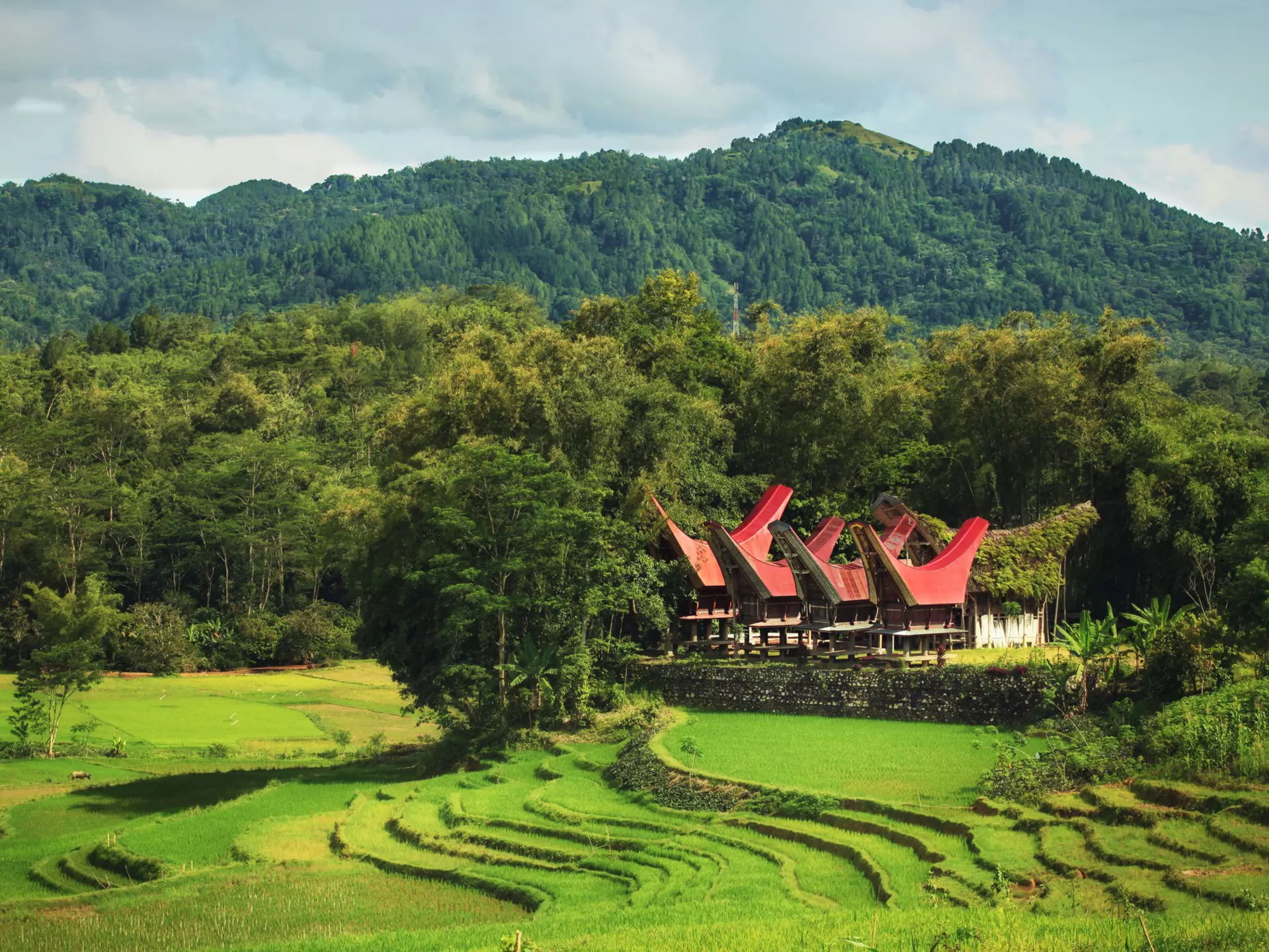 Traditional tongkonan houses in Tana Toraja on Sulawesi, Indonesia. Larisa Dmitrieva/Shutterstock