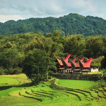 Traditional tongkonan houses in Tana Toraja on Sulawesi, Indonesia. Larisa Dmitrieva/Shutterstock