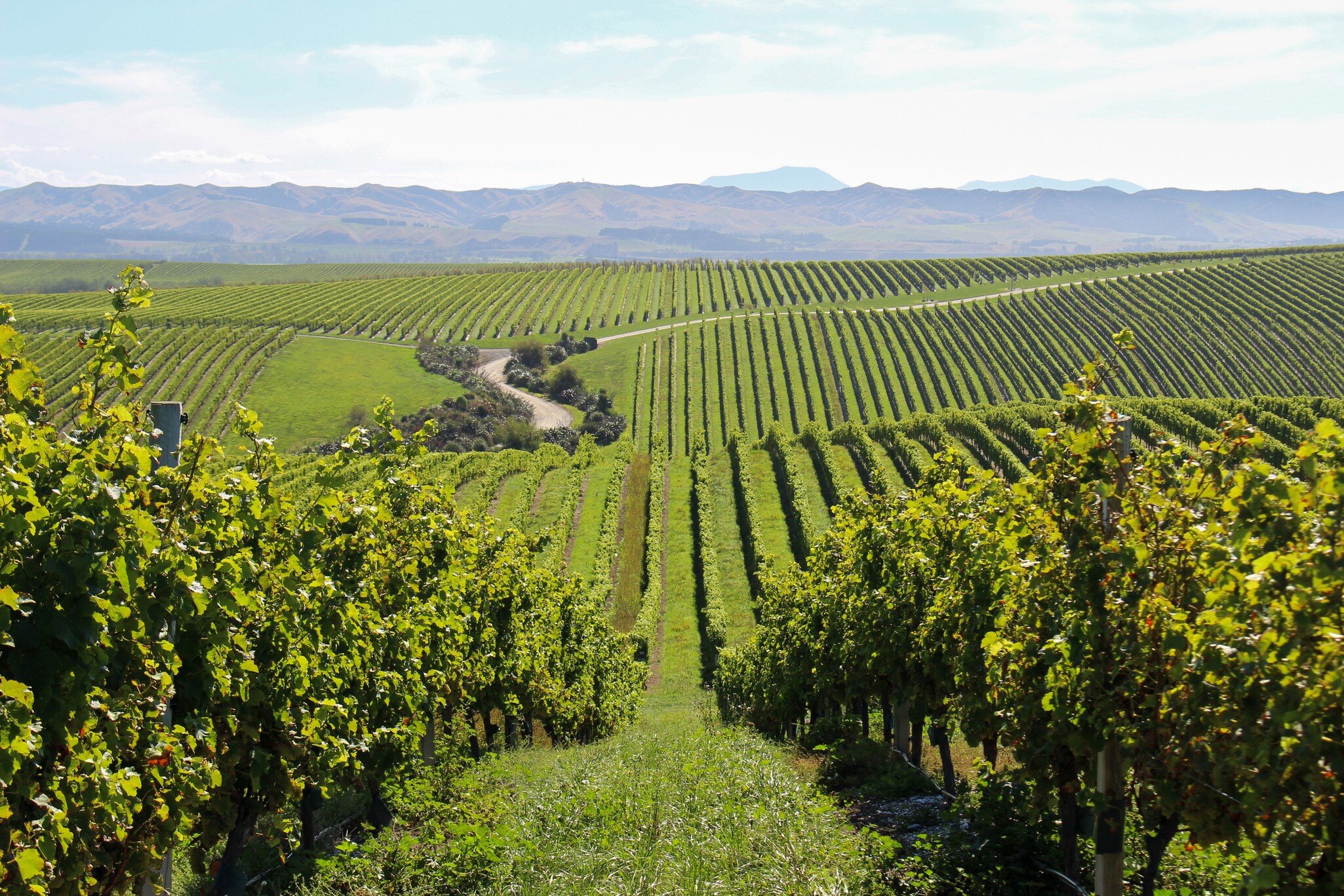 Marlborough / New Zealand - March 30 2019: View of vineyards on the White Road Tour at Peter Yealands Cellar door wine estate in New Zealand's south island; Shutterstock ID 1732118035;