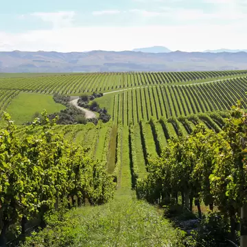Marlborough / New Zealand - March 30 2019: View of vineyards on the White Road Tour at Peter Yealands Cellar door wine estate in New Zealand's south island; Shutterstock ID 1732118035;