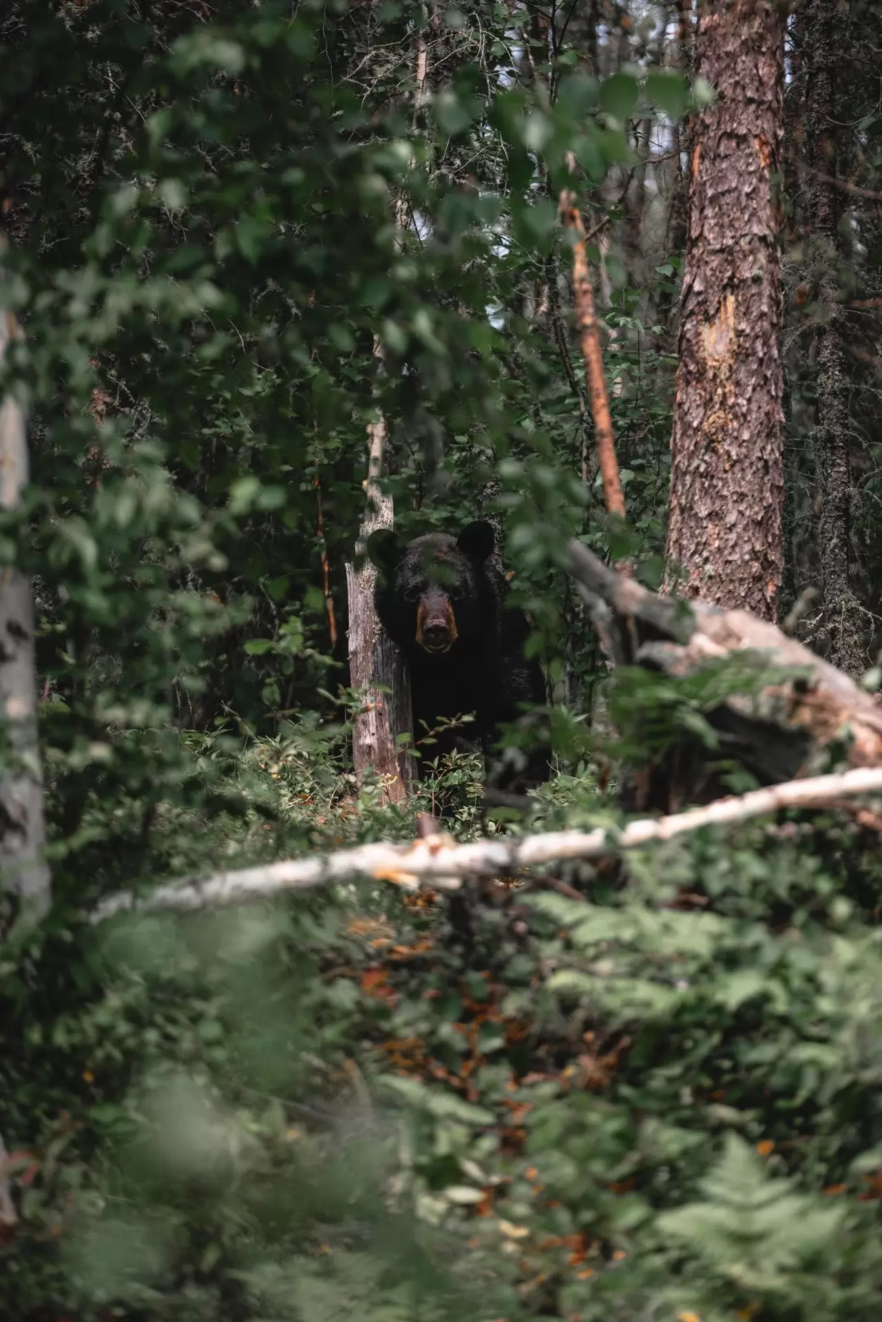 Black Bear near Aikens Lake Wilderness Lodge in Manitoba Canada