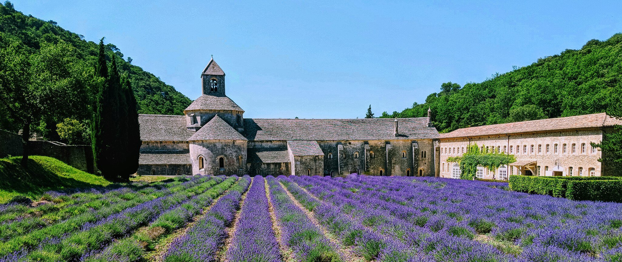 Abbey with lavender fields, Senanque, Provence, France, tourist attraction