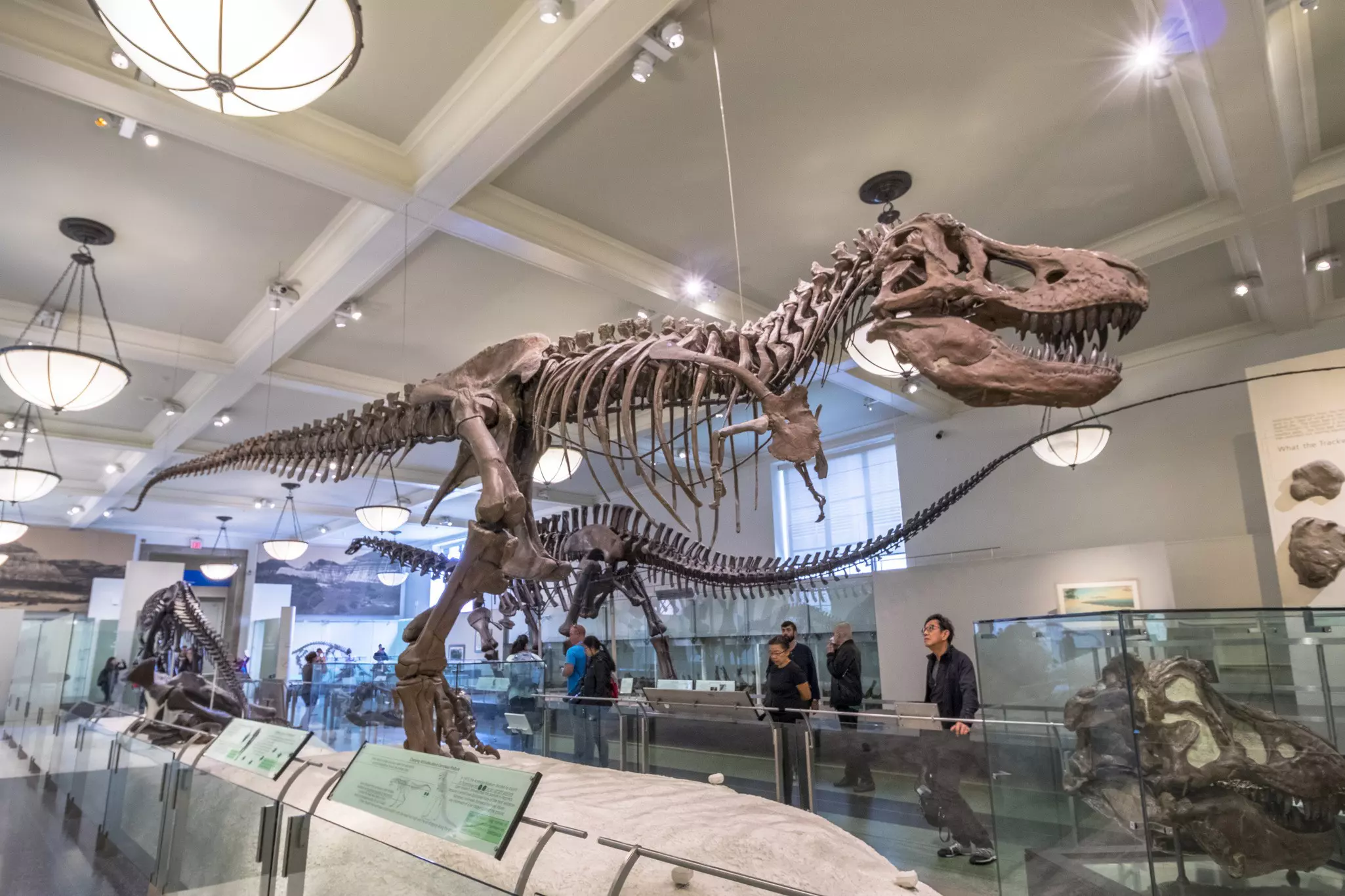 People looking up at large dinosaur skeletons in the American Museum of Natural History