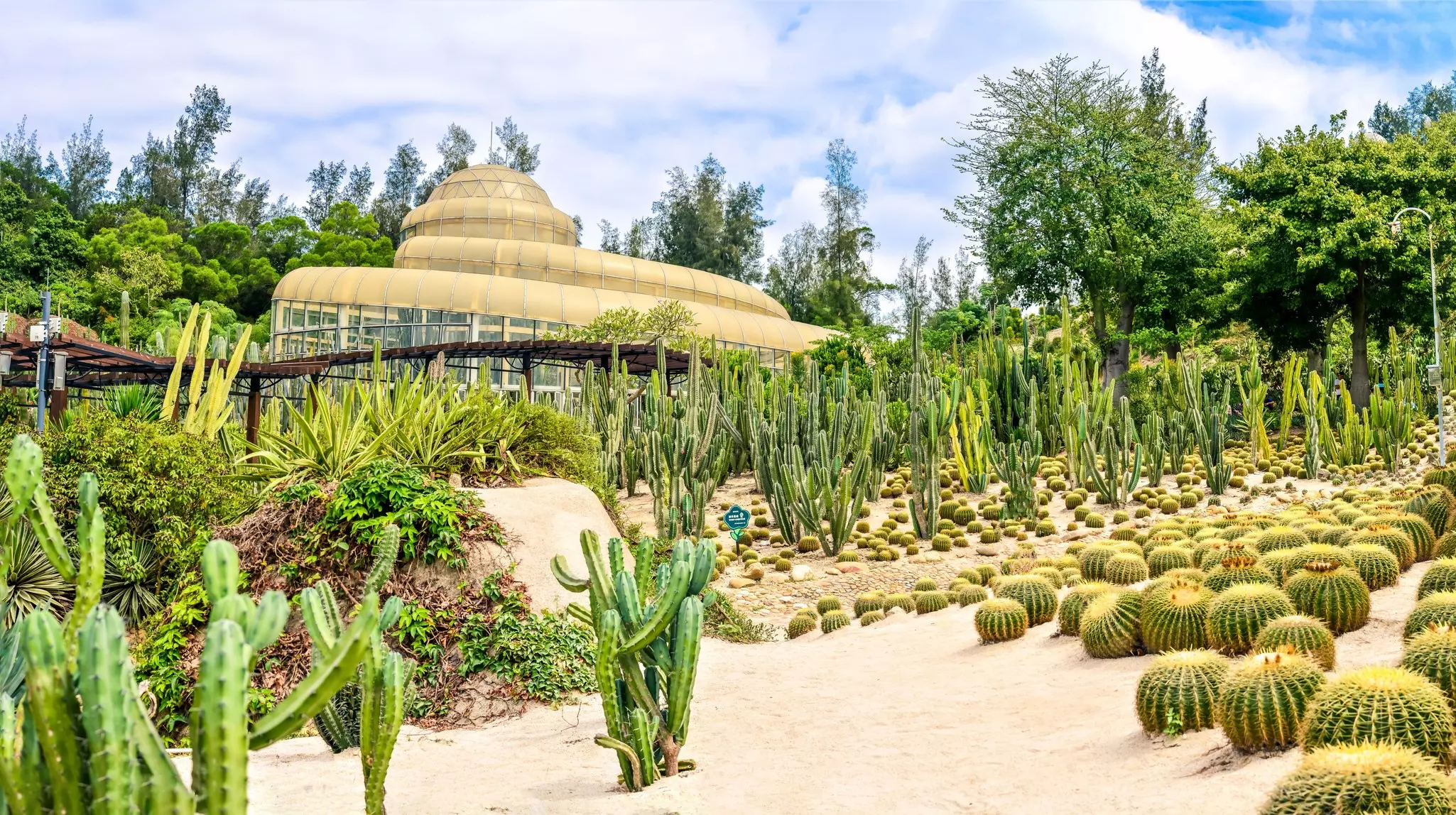 Cacti in the desert garden at Xiamen Botanical Garden in China.