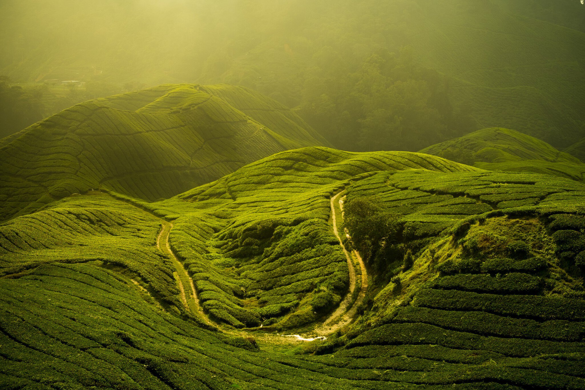 Tea plantation at Cameron highland, Malaysia