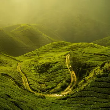 Tea plantation at Cameron highland, Malaysia