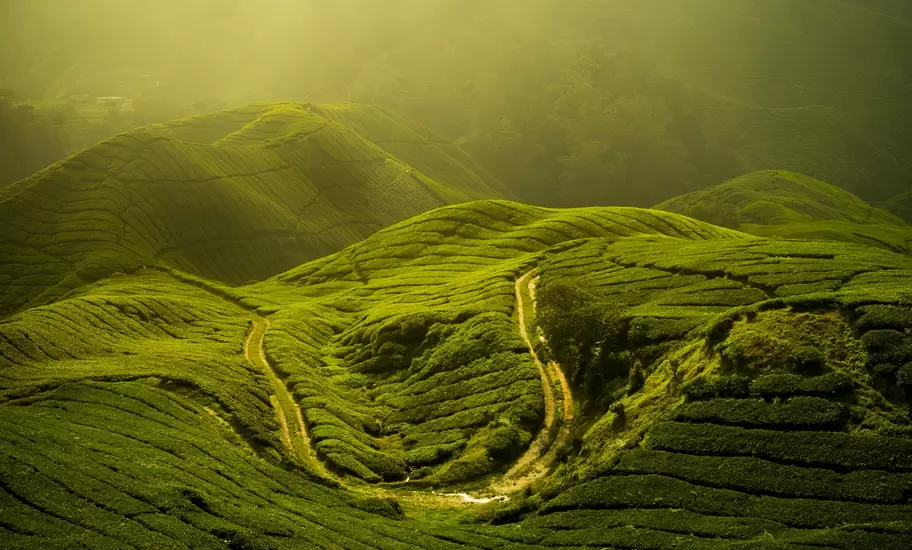 Tea plantation at Cameron highland, Malaysia