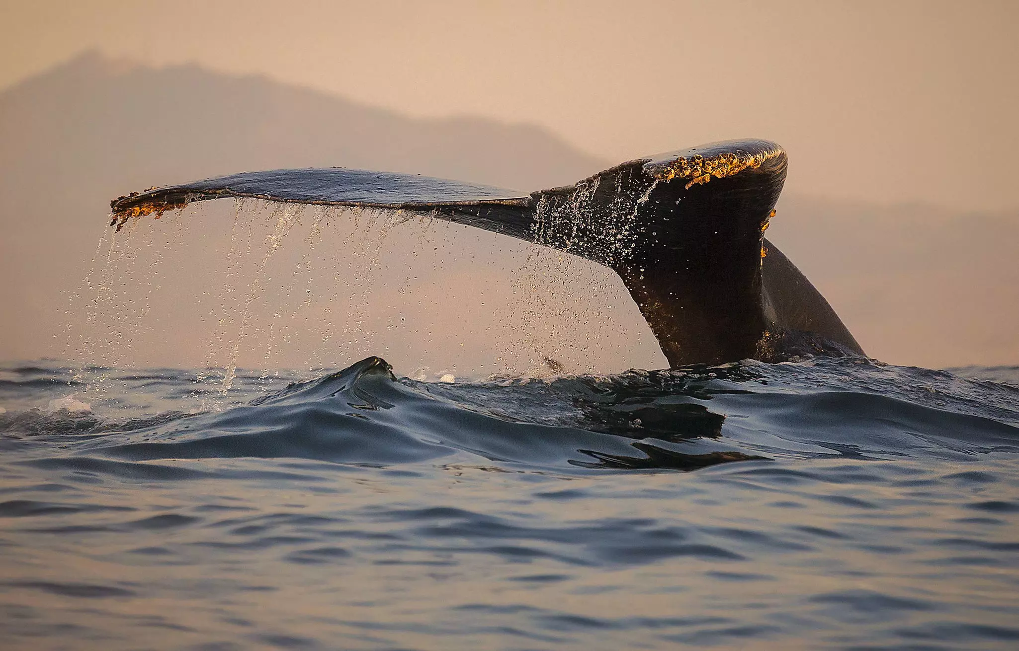 The tail of a humpback whale rises above the water at sunset.