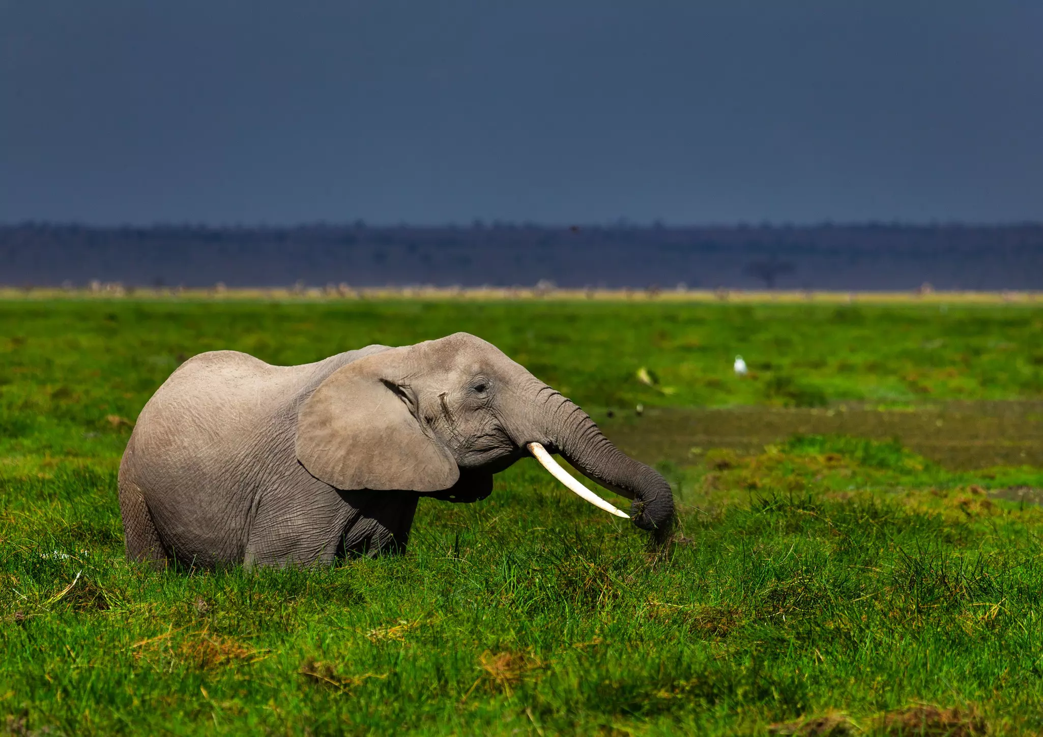 Elephants will go to all ends to meet their dietary needs, which means eating 5% of their body weight daily © Eric Lafforgue / Art in All of Us / Corbis via Getty Images
