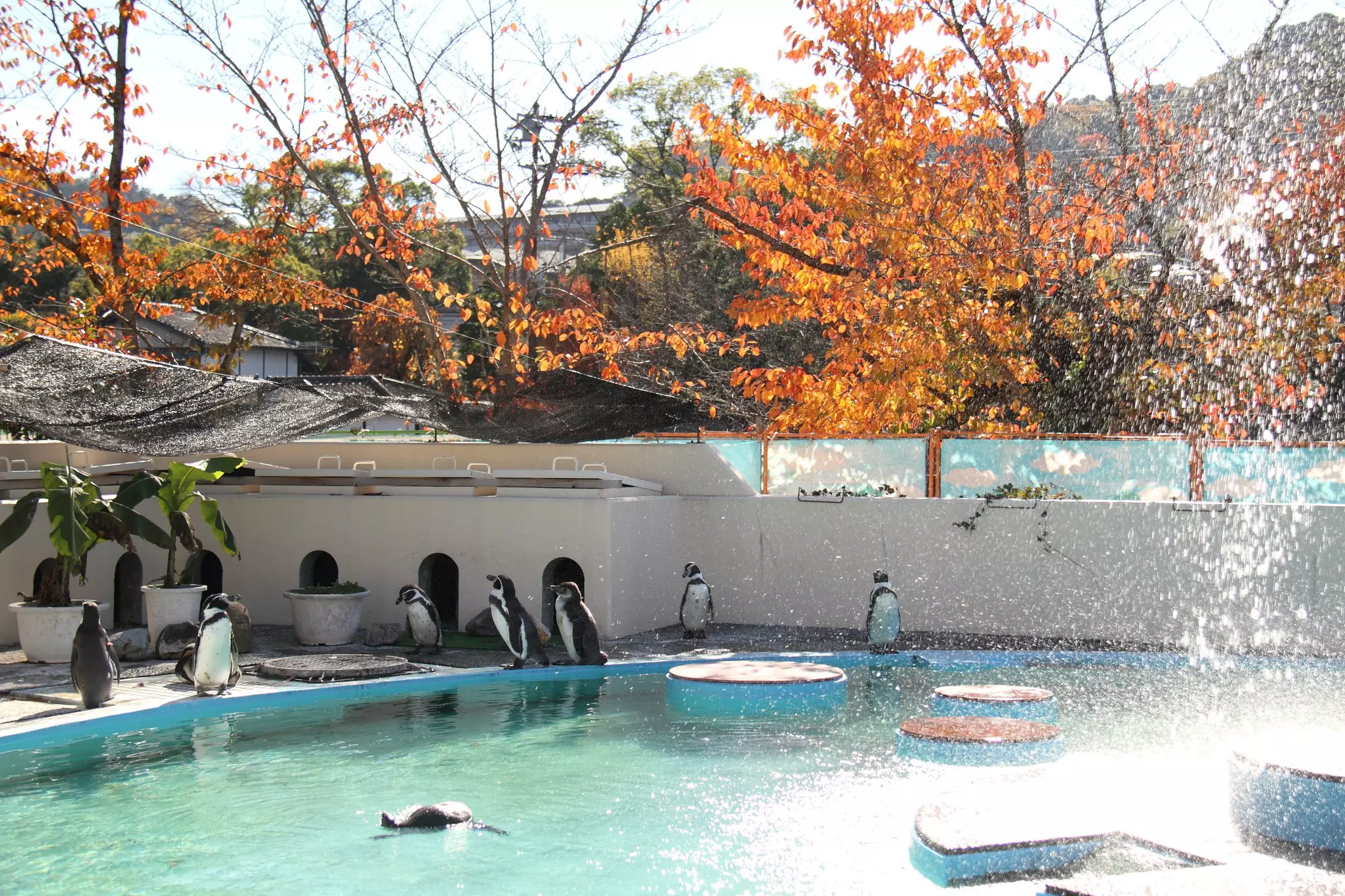 Penguins by a pool in an enclosure at a zoo. Trees with fall foliage grow behind the enclosure.