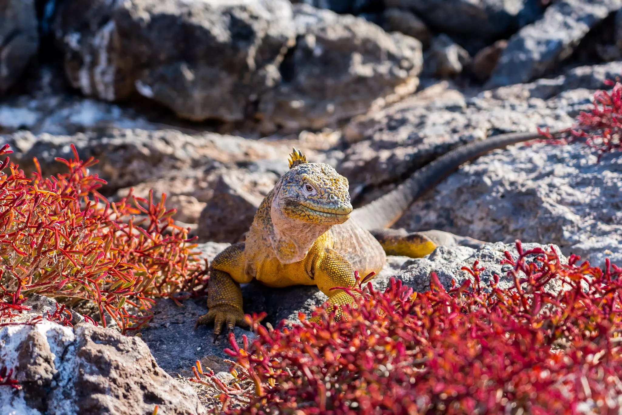 A Galápagos land iguana soaks up the sun on South Plaza Island © Sebastian Modak / Lonely Planet