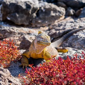 A Galápagos land iguana soaks up the sun on South Plaza Island © Sebastian Modak / Lonely Planet