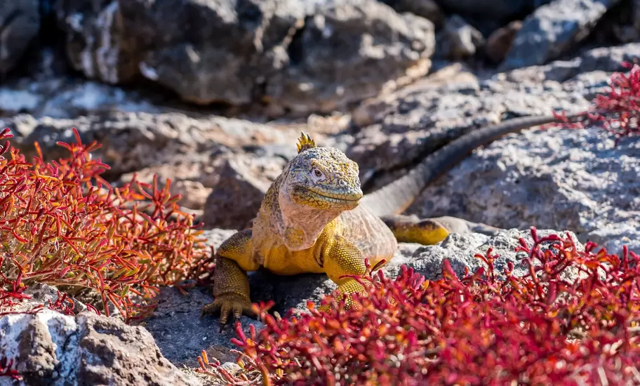 A Galápagos land iguana soaks up the sun on South Plaza Island © Sebastian Modak / Lonely Planet