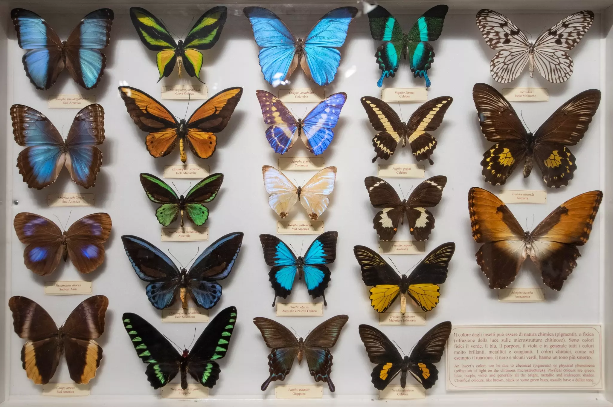A selection of butterflies in a display case in a museum.