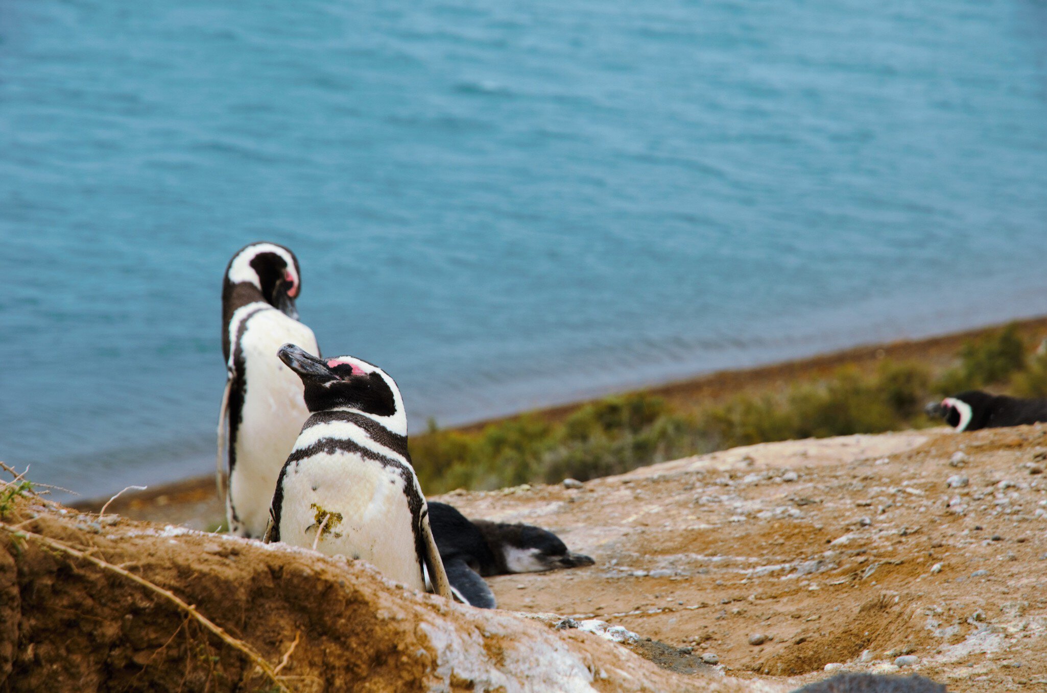 A colony of Penguins close to the ocean at Punta Delgada in Península Valdés, Argentina.