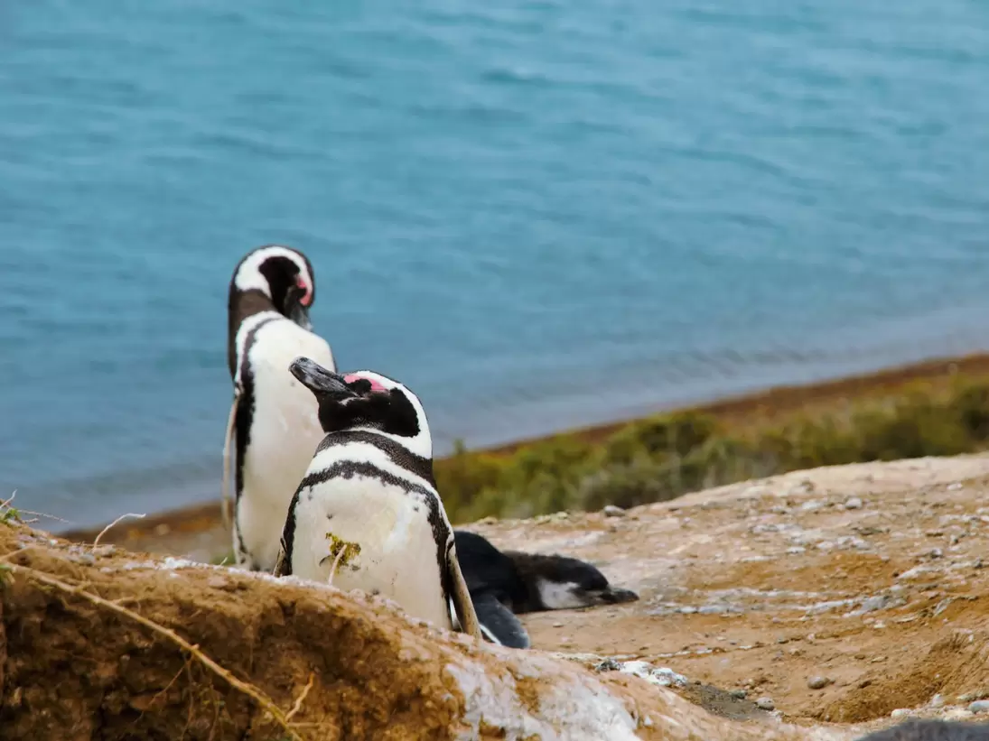 A colony of Penguins close to the ocean at Punta Delgada in Península Valdés, Argentina.
