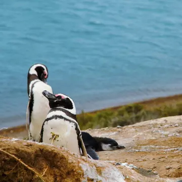 A colony of Penguins close to the ocean at Punta Delgada in Península Valdés, Argentina.