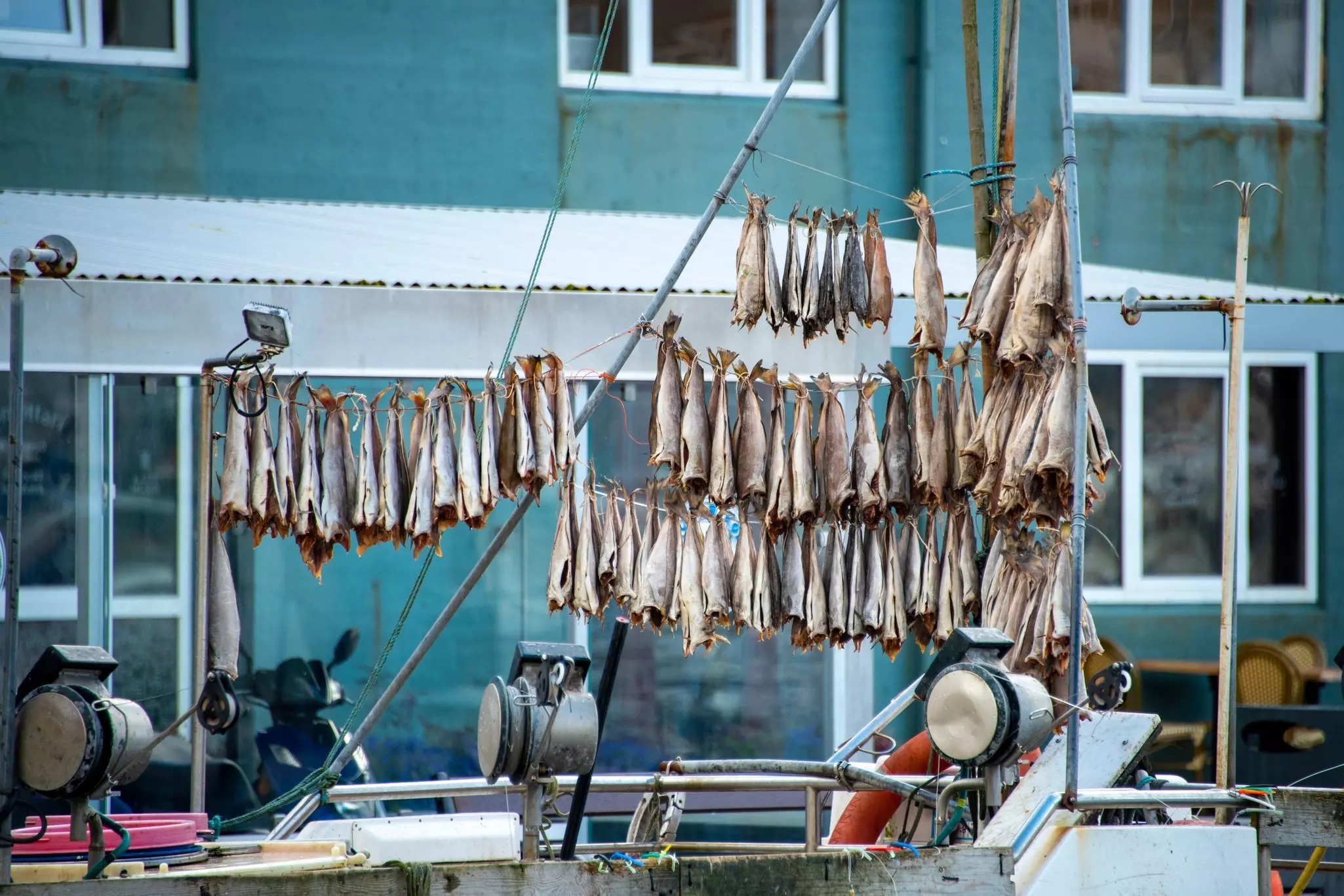 Fishes hang on cords as they dry and ferment in the air.
