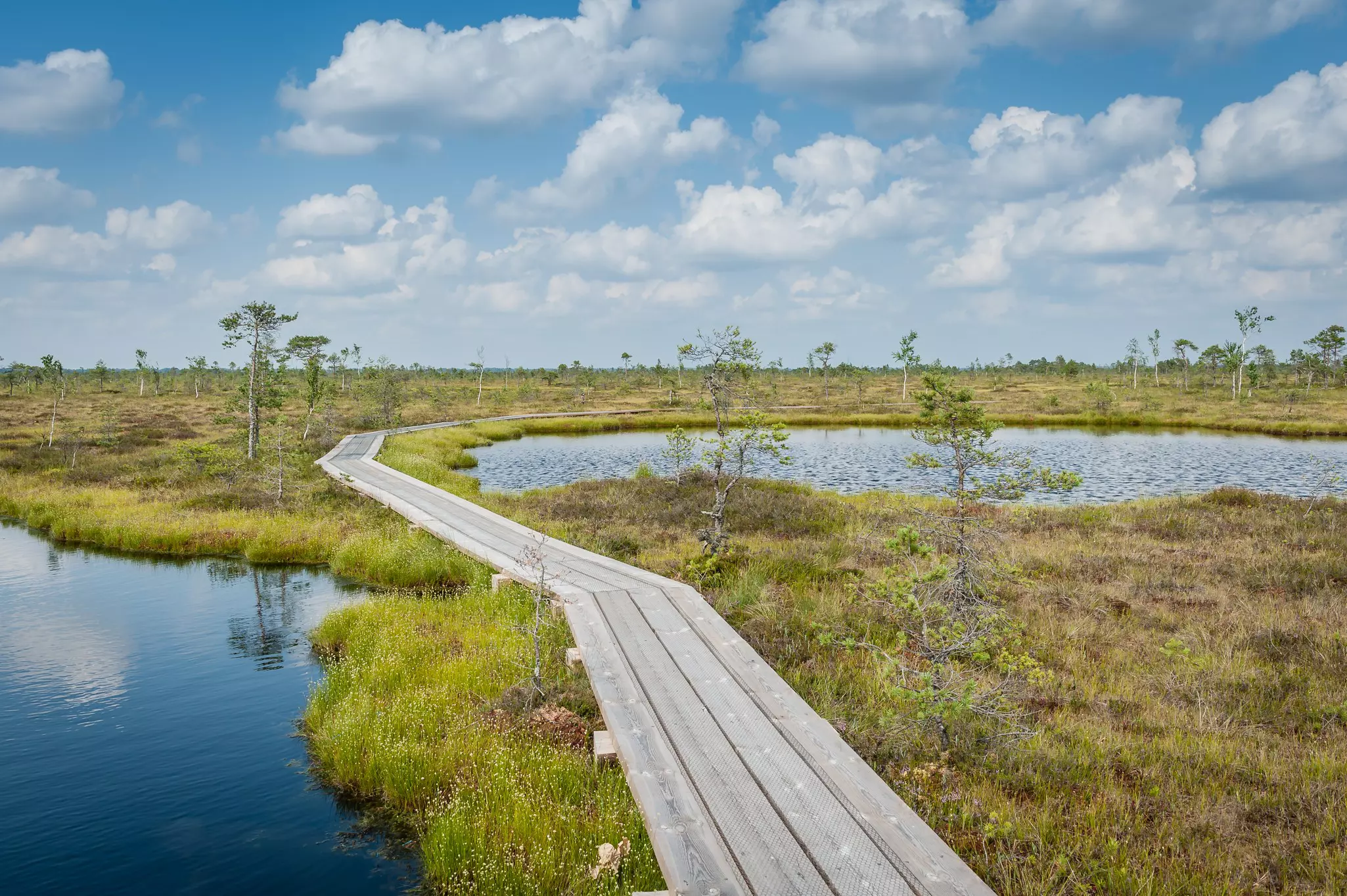 Boardwalk path through wetlands area on a sunny days with fluffy white clouds against a blue sky.