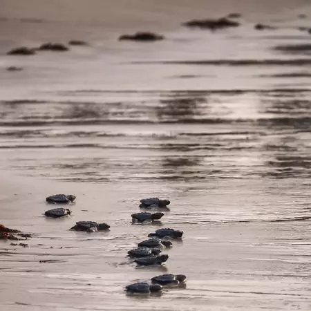 Baby turtles head for the ocean. 
