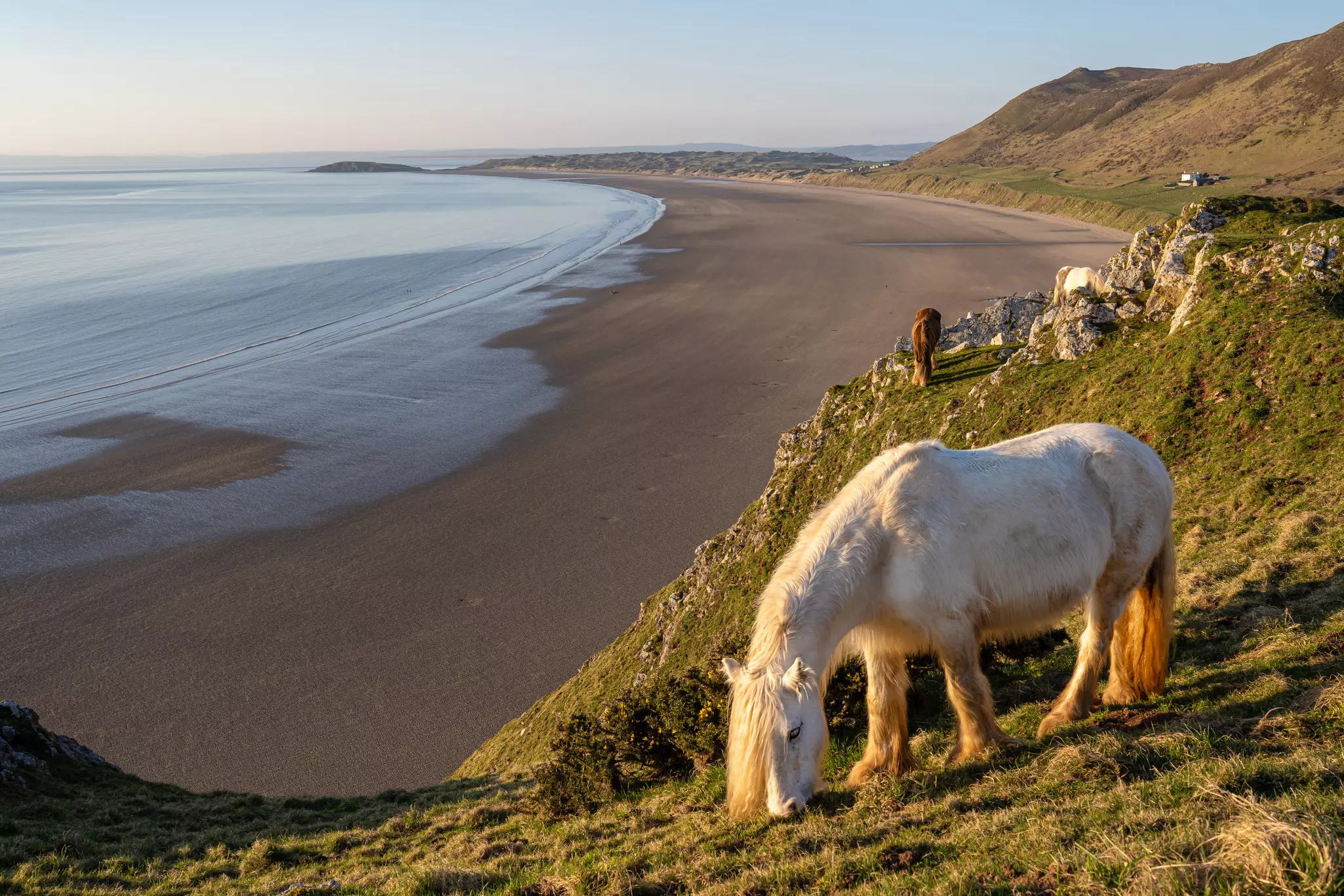 White horse overlooking Rhossili Bay beach, Gower Peninsula, South Wales.