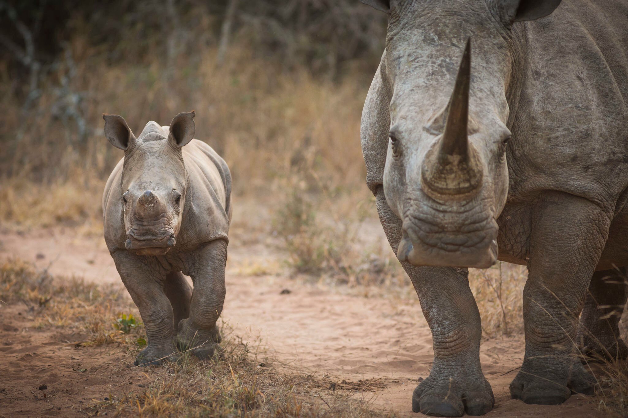 A white rhino, known as Masalempini, and her calf in Mkhaya Game Reserve.