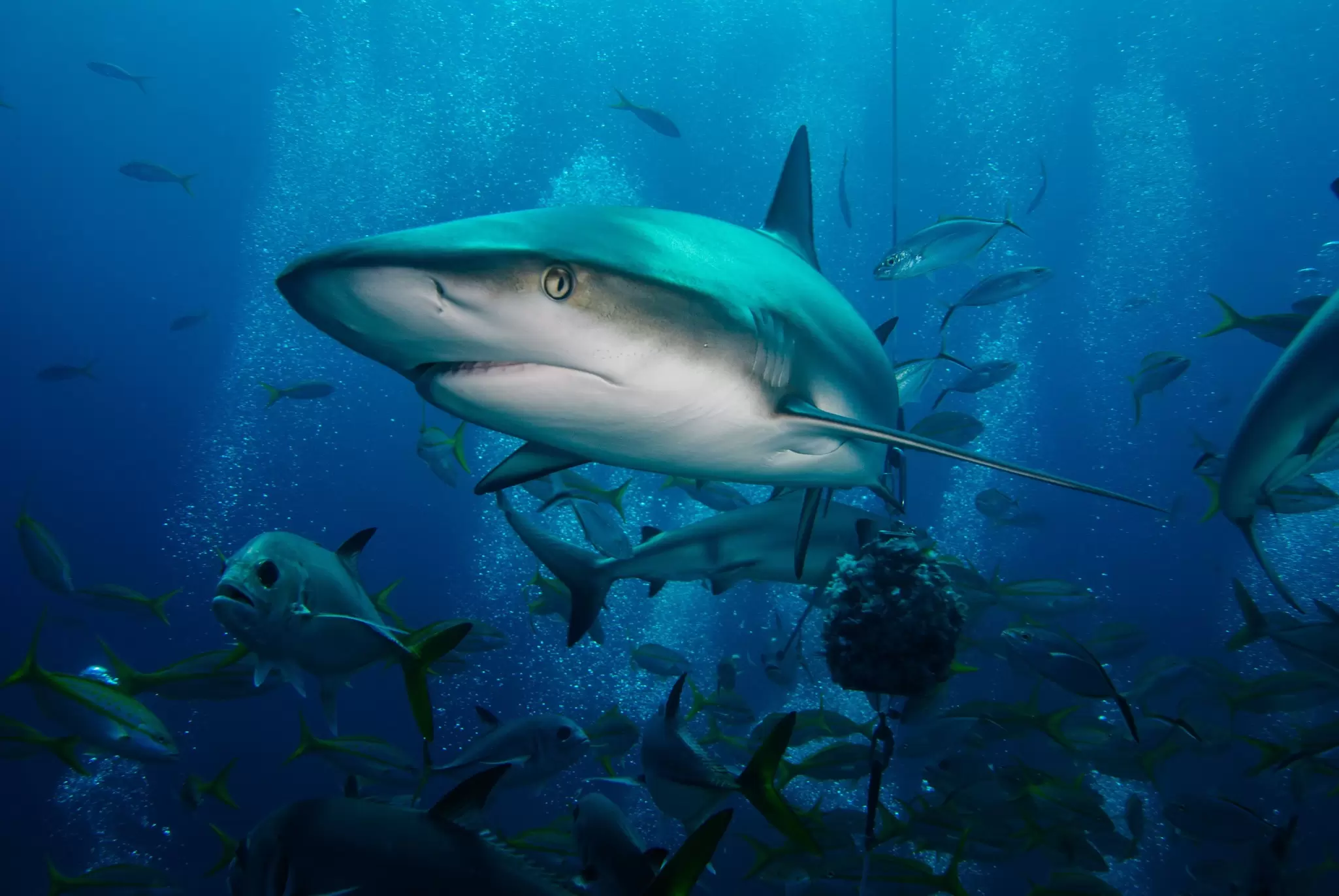 Reef shark