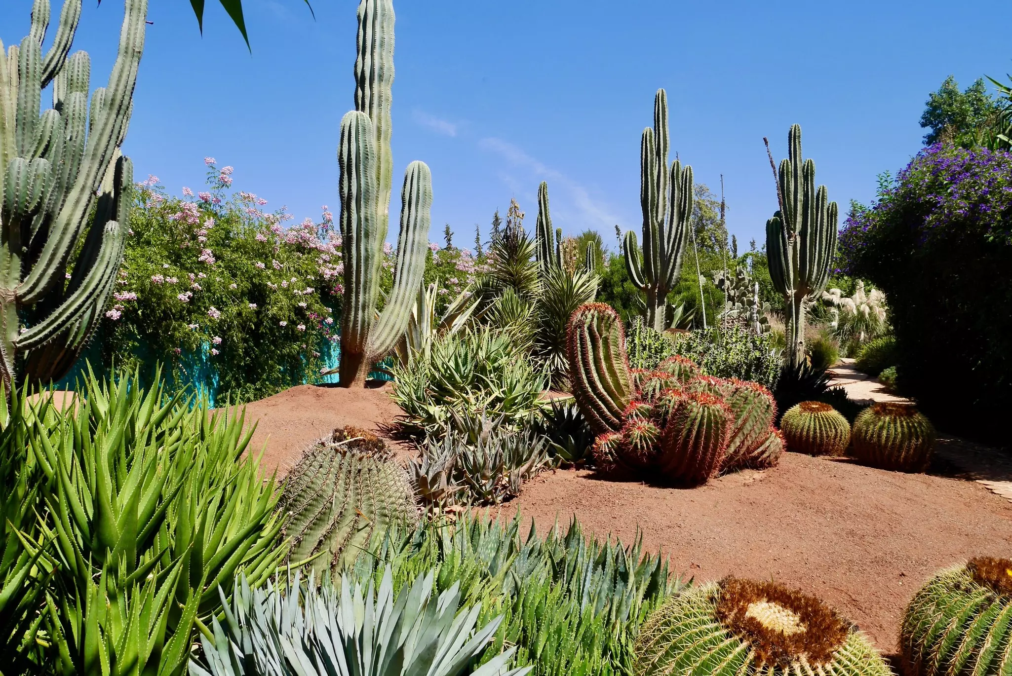 Cacti in different shapes and sizes among the dirt of a botanical garden on a bright, sunny day.