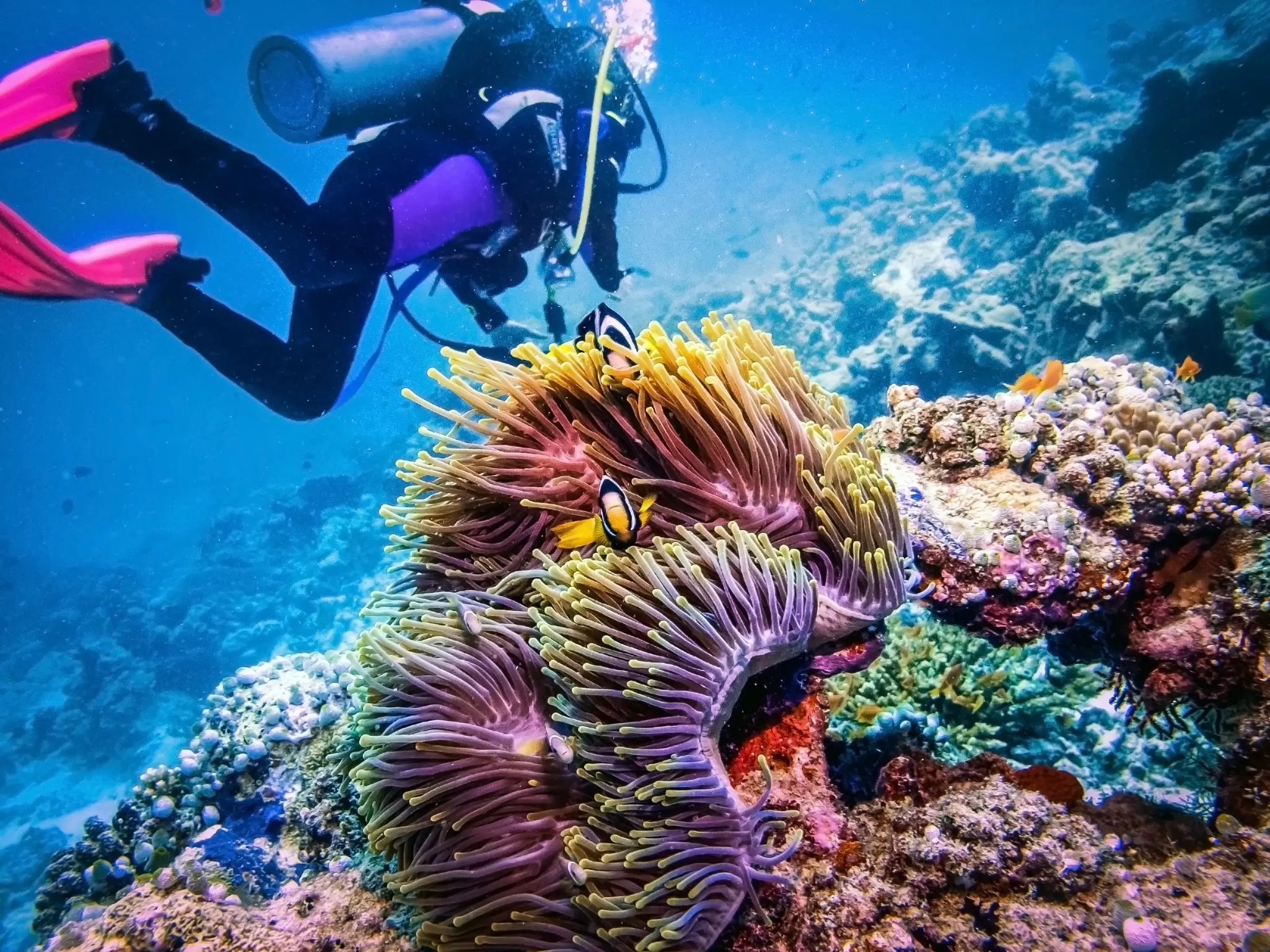 A Diver exploring coral reef. Two clownfish with actinia, License Type: media, Download Time: 2025-10-29T15:09:34.000Z, User: katelyn.perry_lonelyplanet, Editorial: false, purchase_order: 65050 - Digital Destinations and Articles, job: wip, client: wip, other: Katelyn Perry