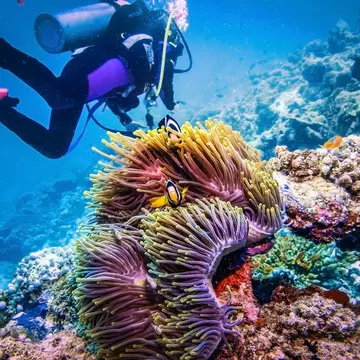 A Diver exploring coral reef. Two clownfish with actinia, License Type: media, Download Time: 2025-10-29T15:09:34.000Z, User: katelyn.perry_lonelyplanet, Editorial: false, purchase_order: 65050 - Digital Destinations and Articles, job: wip, client: wip, other: Katelyn Perry