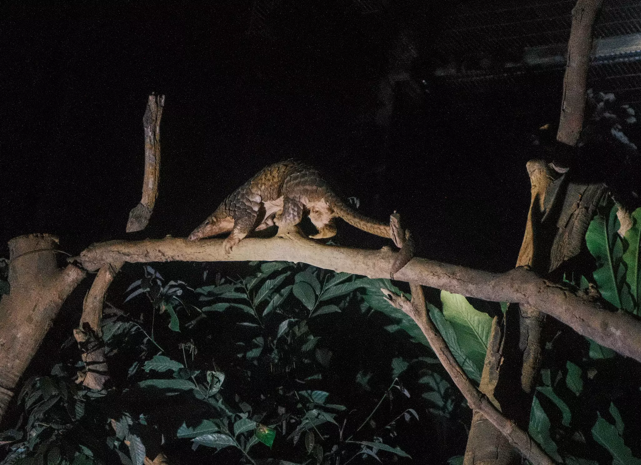 A scaly, hunched animal makes its way across a branch in the dark