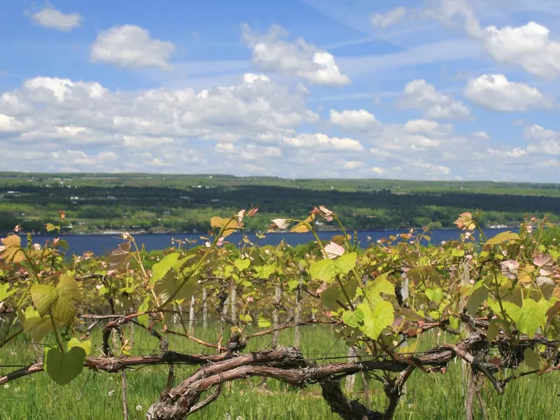 Vines at a vineyard in New York are visible in the foreground; in the background is a lake under blue sky with white clouds.