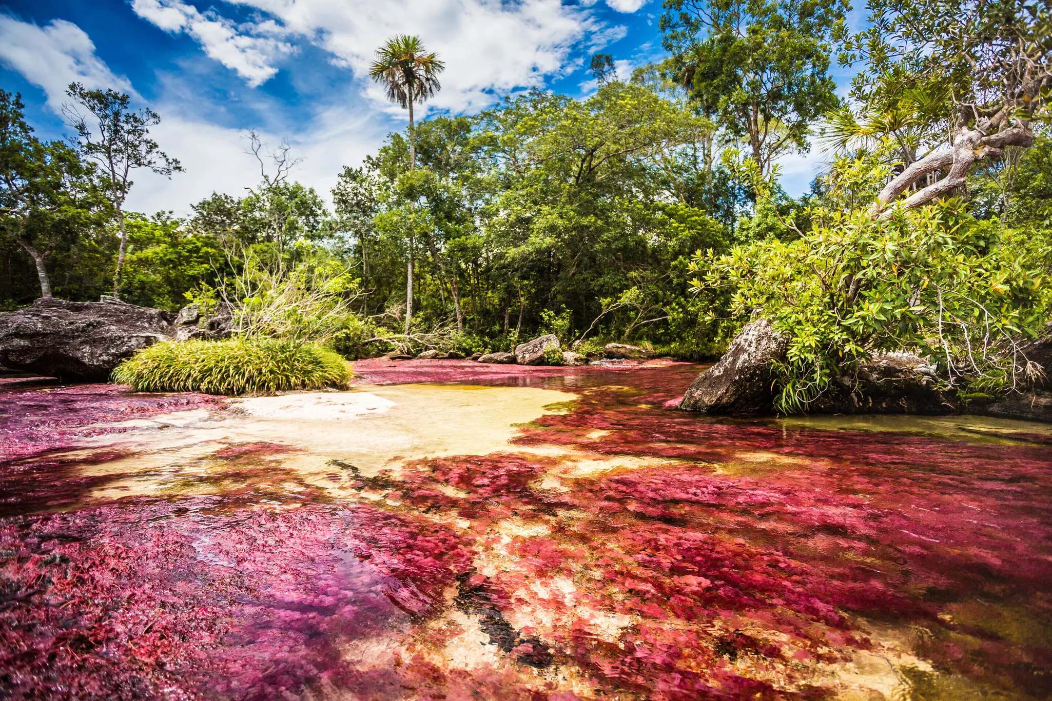 A river of many shades of pink, red and yellow flows through dense green jungle.