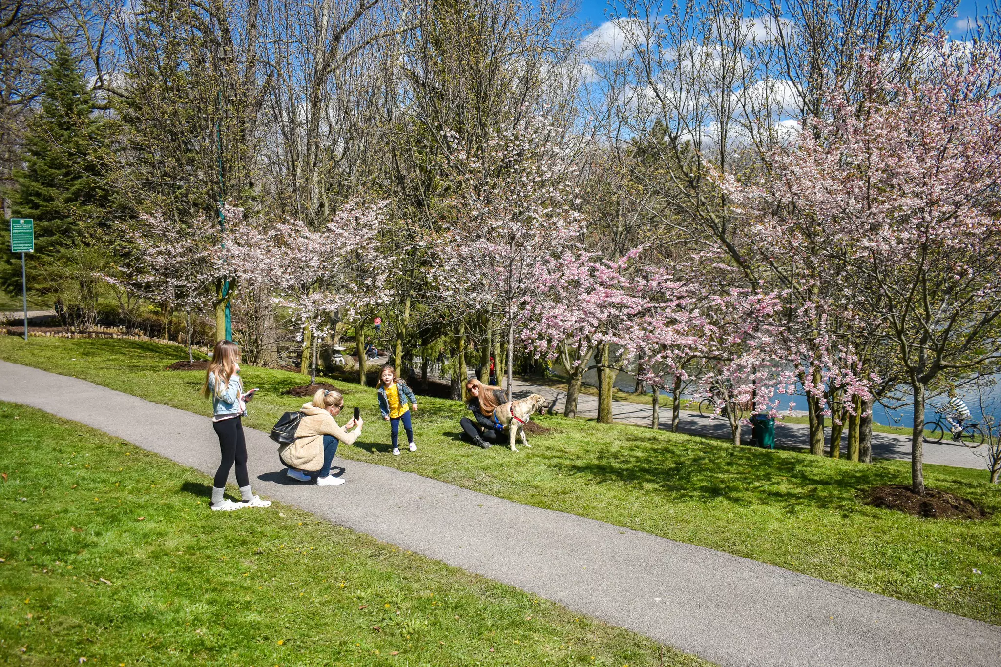 Cherry blossoms in the Japanese Garden in Delaware Park, Buffalo © Joanne Strell / Shutterstock 