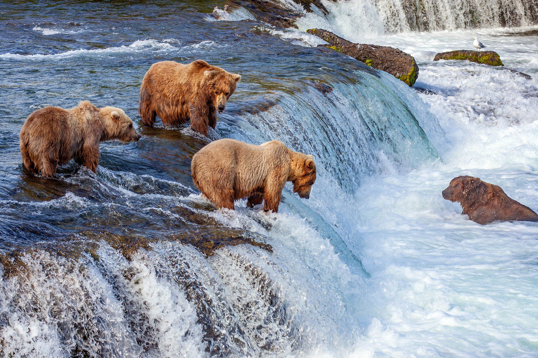 A group of grizzly bears fishing for salmon at Brooks Falls.