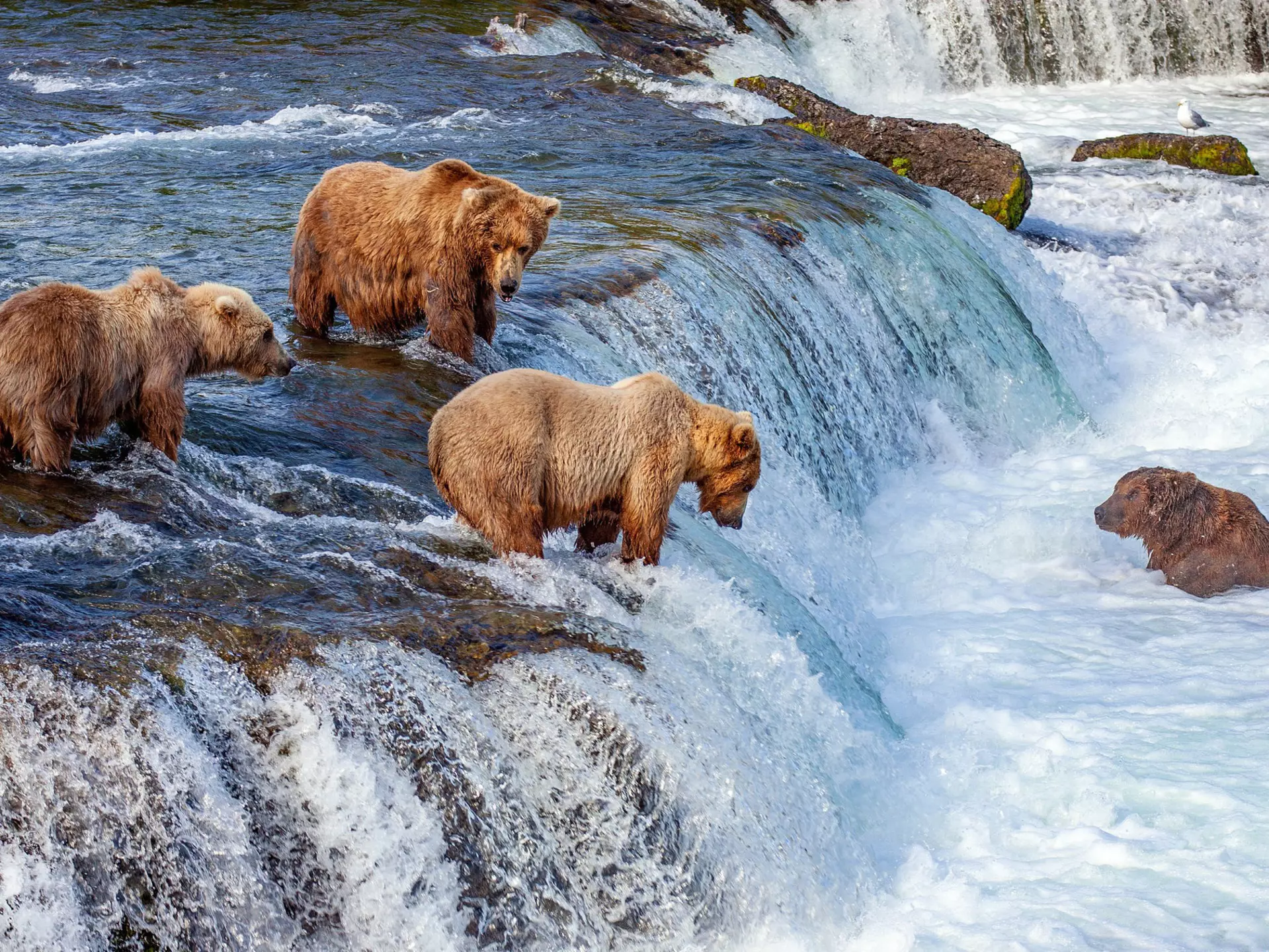 A group of grizzly bears fishing for salmon at Brooks Falls.
1178754874
alaska, animal, bear, brooks creek, brooks falls, brown, brown bear, carnivore, catching, chinook, conservation, current, ecology, falls, feeding, fishing, grizzly, hungry, katmai national park, king salmon, large, mammal, nature, outdoors, park, patience, pink salmon, preservation, rapids, river, salmon run, spring, stream, summer, travel, waiting, water, waterfall, wild, wilderness, wildlife