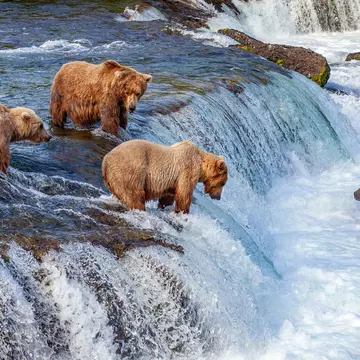 A group of grizzly bears fishing for salmon at Brooks Falls.
1178754874
alaska, animal, bear, brooks creek, brooks falls, brown, brown bear, carnivore, catching, chinook, conservation, current, ecology, falls, feeding, fishing, grizzly, hungry, katmai national park, king salmon, large, mammal, nature, outdoors, park, patience, pink salmon, preservation, rapids, river, salmon run, spring, stream, summer, travel, waiting, water, waterfall, wild, wilderness, wildlife