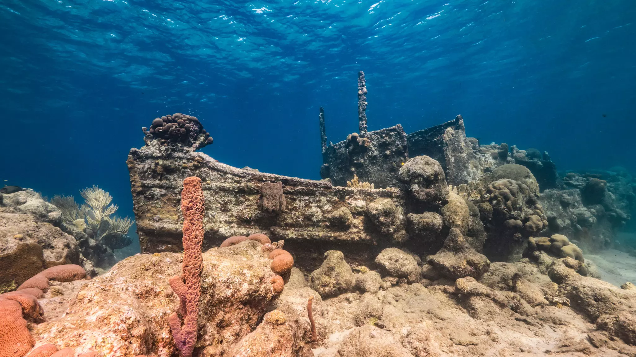 The outline of a former tug boat now covered in coral at the bottom of the ocean.