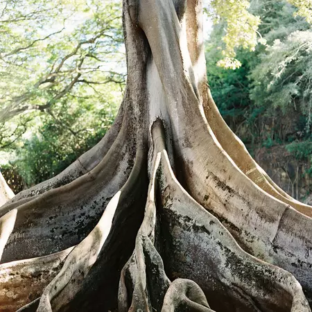 A tree with distinct lines through its trunk.