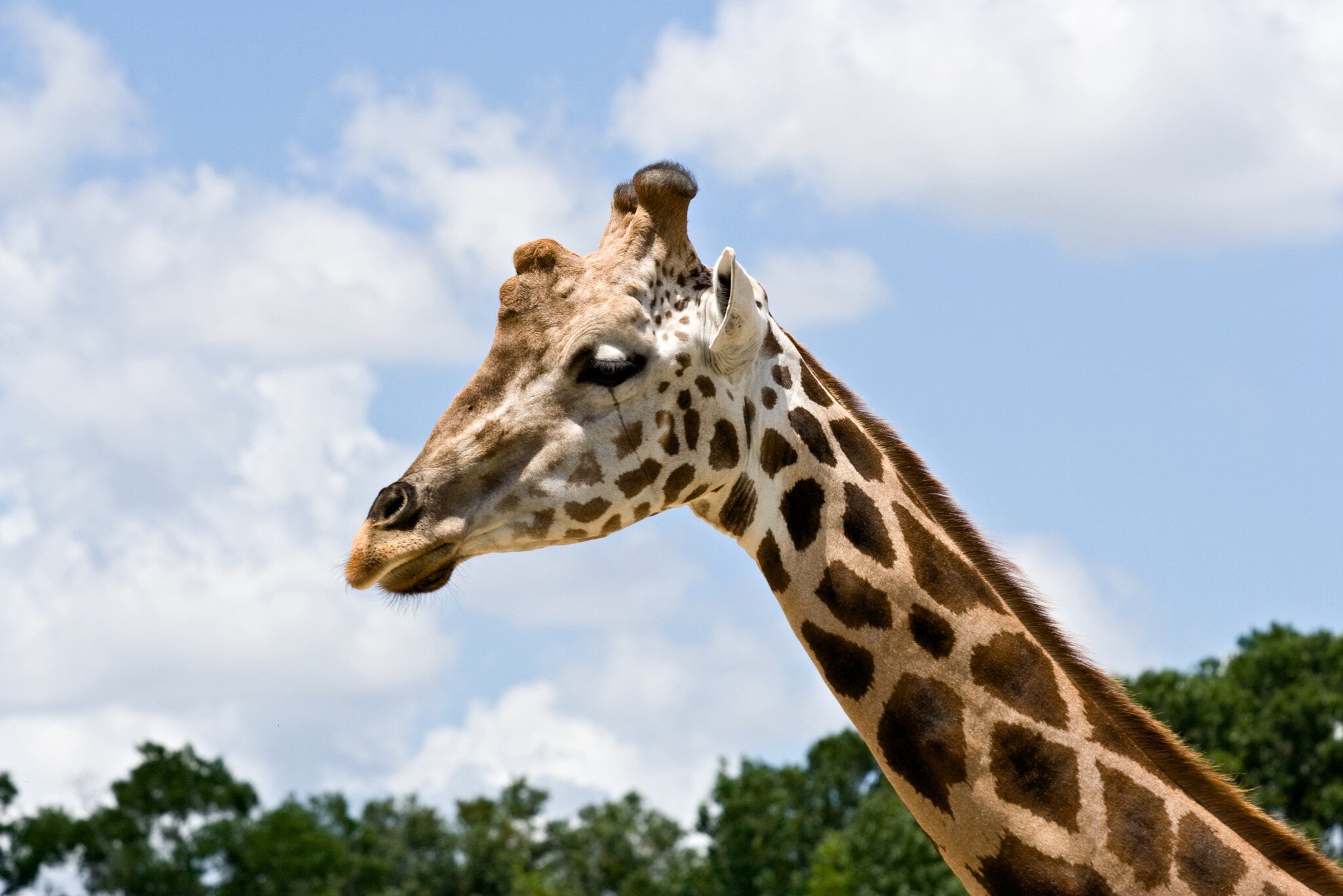95523802
long neck