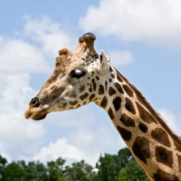 95523802
long neck