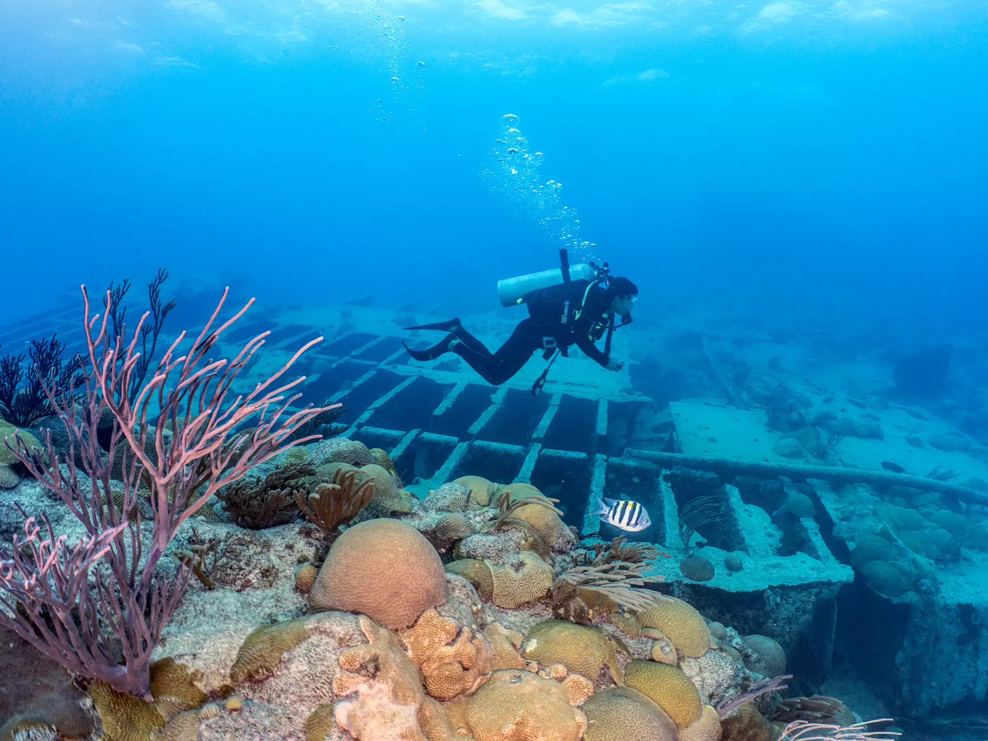 A diver underwater by a shipwreck and sea plants and rocks.