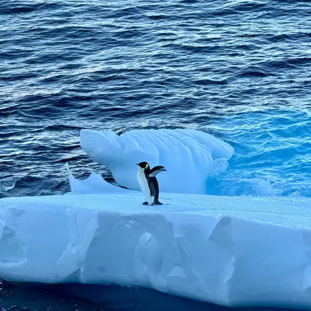 A large black and white bird standing on an iceberg waves its wings.