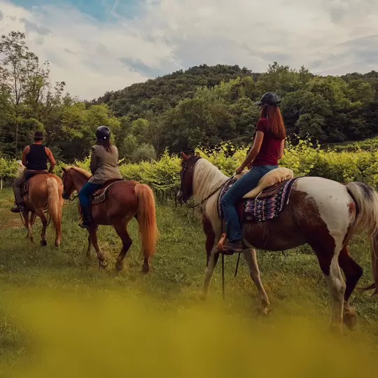 Veneto, Italy, horseback riding, horse, vineyards, vineyard, wine region, equestrian, local guide, horse guide, countryside, rural landscape, wine tourism, outdoor adventure, travel, nature, agriculture, chiara bonetti, 