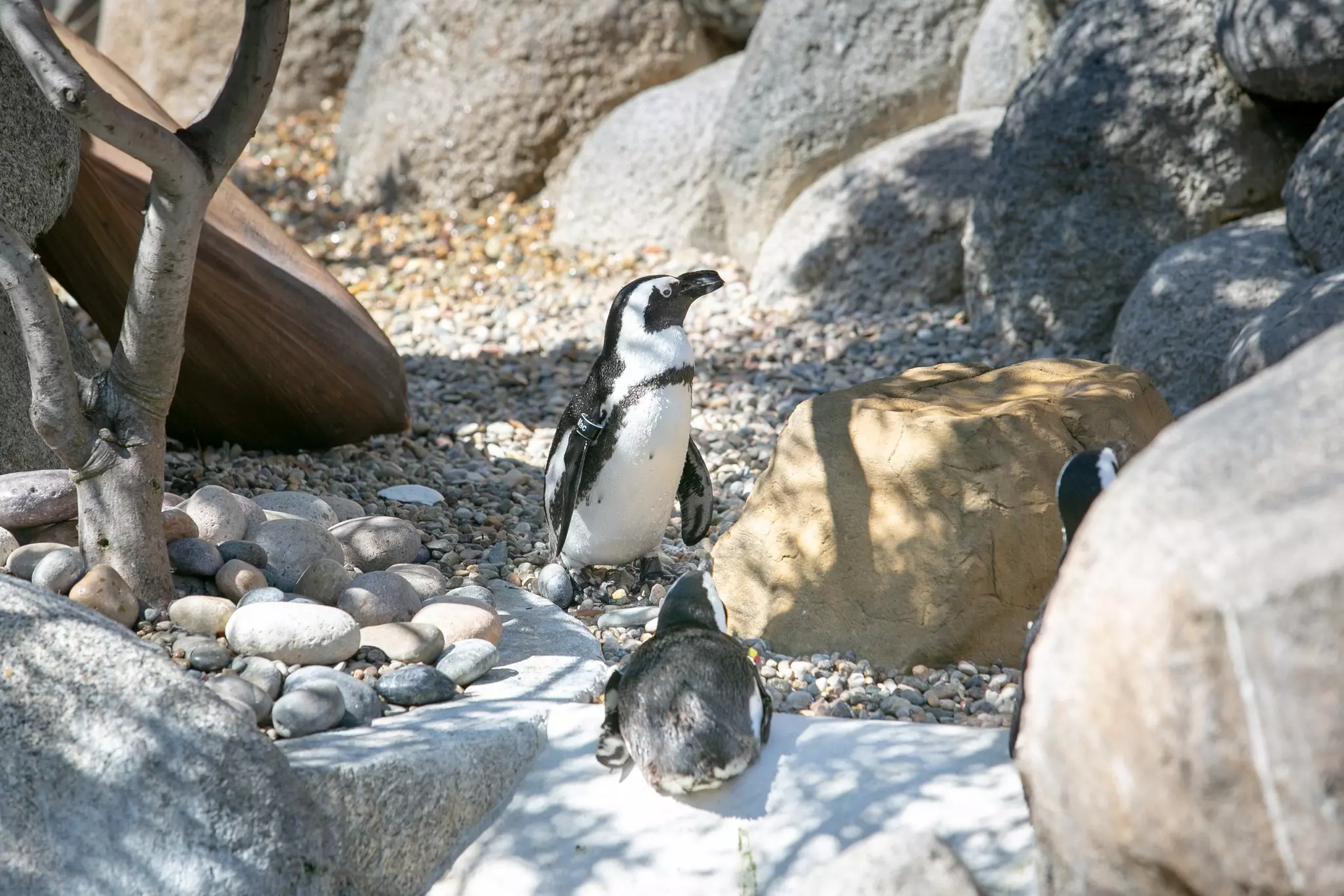 Penguin Tour 7.jpg