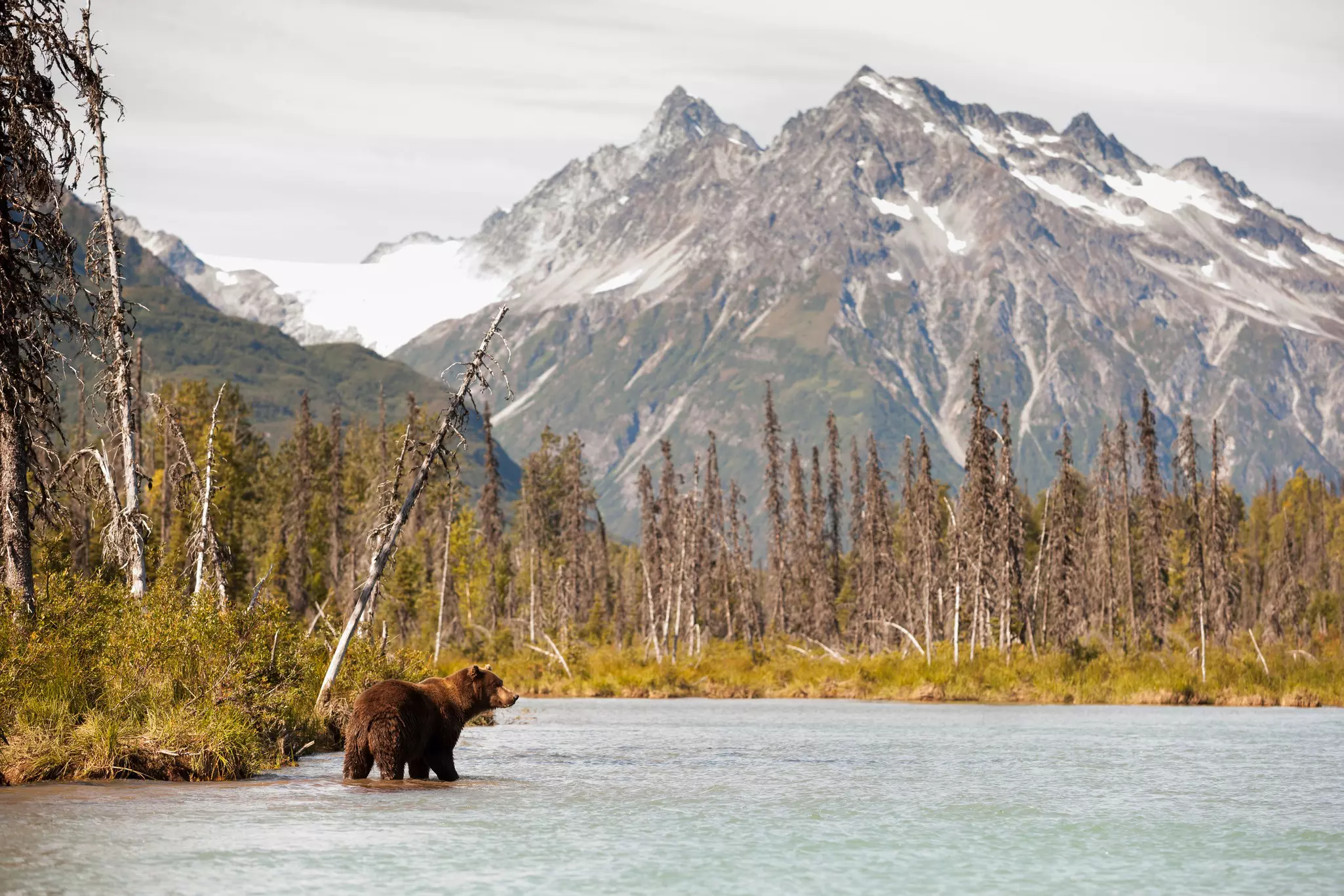 Brown bears are one of the major wildlife draws in Alaska, where they can be seen grabbing fish from the teeming rivers during the fall feeding season © Jim David / Shutterstock